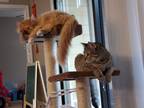 Adopt Wonton & Dumpling a Tiger Striped Tabby / Mixed (medium coat) cat in
