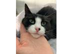 Adopt Fury a All Black Domestic Shorthair / Mixed Breed (Medium) / Mixed (short