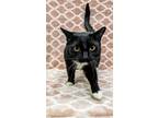 Adopt Maya a All Black Domestic Shorthair / Bombay / Mixed (short coat) cat in