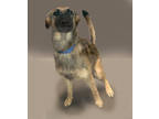 Adopt Miss Demeanor a Tan/Yellow/Fawn Belgian Malinois / Mixed Breed (Medium) /
