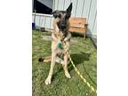 Adopt Willa a Black German Shepherd Dog / Mixed Breed (Medium) / Mixed (short