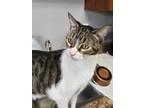 Adopt Hootie a Gray, Blue or Silver Tabby Domestic Shorthair (short coat) cat in
