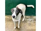 Adopt Ginger a White Beagle / Mixed Breed (Medium) / Mixed (short coat) dog in