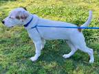 Adopt Marlo *VIP* a White Golden Retriever / Mixed Breed (Medium) / Mixed (short