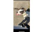 Adopt Baki a White - with Black American Pit Bull Terrier / Mixed dog in