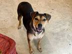 Adopt Tie Dye a Black - with Brown, Red, Golden, Orange or Chestnut Beagle /