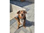 Adopt Julian a Black - with White Beagle / Labrador Retriever / Mixed dog in