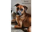 Adopt Baxter a Tan/Yellow/Fawn - with Black Boxer / Labrador Retriever / Mixed