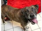 Adopt Sparrow a Brindle - with White Boxer / American Staffordshire Terrier /