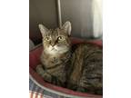 Adopt Shia a Brown Tabby Domestic Shorthair / Mixed Breed (Medium) / Mixed