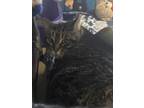 Adopt Mama a Brown Tabby Domestic Shorthair / Mixed Breed (Medium) / Mixed