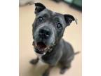Adopt Nipsy a Black Staffordshire Bull Terrier / Mixed Breed (Medium) / Mixed