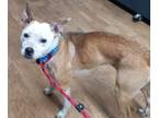 Adopt Marmalade a Brindle Australian Cattle Dog / Mixed Breed (Medium) / Mixed