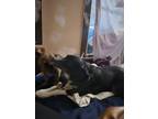 Adopt Baby girl a Black - with White Australian Cattle Dog / Mixed dog in