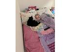 Adopt Winchester a All Black American Shorthair / Mixed (medium coat) cat in