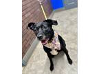 Adopt Baxter a Black Labrador Retriever / Mixed Breed (Medium) / Mixed (short
