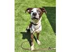 Adopt Potter a Brown/Chocolate Australian Shepherd / Mixed Breed (Medium) /