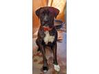 Adopt Copper a White American Pit Bull Terrier / Mixed Breed (Medium) / Mixed