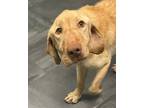 Adopt Justice a Tan/Yellow/Fawn Labrador Retriever / Mixed Breed (Medium) /