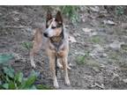Adopt Calypso a Red/Golden/Orange/Chestnut - with White Australian Cattle Dog /