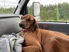 Adopt Jozi a Red/Golden/Orange/Chestnut Rhodesian Ridgeback / Mixed dog in