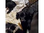Adopt Catahoula Gang : Elias a Black Catahoula Leopard Dog / Labrador Retriever
