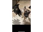 Adopt Crown a Brown/Chocolate - with Black German Shepherd Dog / Labrador