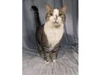 Adopt Leo a Brown Tabby Domestic Shorthair / Mixed Breed (Medium) / Mixed (short
