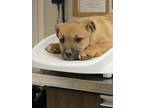 Adopt 55849972 a Tan/Yellow/Fawn Black Mouth Cur / Mixed Breed (Medium) / Mixed