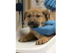Adopt 55849984 a Brown/Chocolate Black Mouth Cur / Mixed Breed (Medium) / Mixed