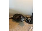 Adopt Milo a Tiger Striped American Shorthair / Mixed (short coat) cat in