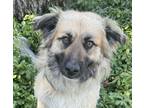 Adopt Kingston KW a Tan/Yellow/Fawn - with Black Anatolian Shepherd / Great