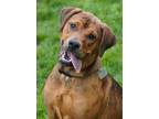 Adopt Pebbles a Brown/Chocolate Mixed Breed (Small) / Mixed Breed (Medium) /