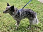 Adopt Lily *VIP* a Black Australian Cattle Dog / Mixed Breed (Medium) / Mixed