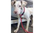Adopt Scones a White American Pit Bull Terrier / Mixed Breed (Medium) / Mixed