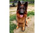 Adopt Bo a Black - with Tan, Yellow or Fawn German Shepherd Dog / Mixed dog in