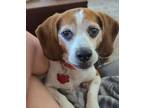 Adopt Tuck a Tricolor (Tan/Brown & Black & White) Beagle / Mixed dog in Las