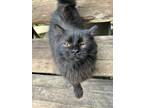 Adopt Jet-courtesy listing (Susie) a All Black Bombay (long coat) cat in Uvalde
