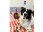 Adopt Cadie a White - with Gray or Silver Australian Shepherd dog in Sarasota