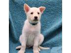 Adopt Finn a White Husky / Shepherd (Unknown Type) / Mixed dog in Salem