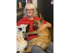 Adopt Molly a Brindle Belgian Malinois / Staffordshire Bull Terrier / Mixed dog