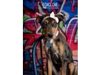 Adopt Foxglove a Gray/Blue/Silver/Salt & Pepper Catahoula Leopard Dog dog in