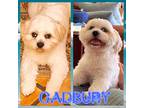 Adopt Cadbury a White Shih Tzu / Lhasa Apso dog in Wellington, FL (41372570)