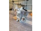 Adopt Axle a Brown Tabby Domestic Shorthair / Mixed Breed (Medium) / Mixed