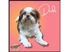 Adopt DeDe a White - with Brown or Chocolate Shih Tzu / Mixed dog in Troy