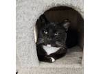 Adopt AZRIEL a All Black Domestic Shorthair / Mixed Breed (Medium) / Mixed