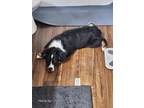 Adopt Sullivan a Black - with White Australian Shepherd / Mixed dog in