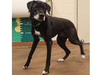 Adopt 84898 Kodak a Black Labrador Retriever / Mixed Breed (Medium) / Mixed