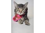 Adopt 24-475C a Brown Tabby Domestic Shorthair / Mixed Breed (Medium) / Mixed
