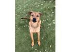 Adopt Cuddles a Brindle Golden Retriever / Mixed Breed (Medium) / Mixed (short